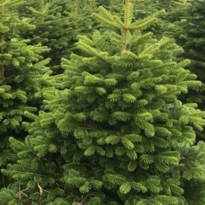 Premium Nordman Christmas Tree 7FT - 8FT