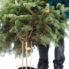 Premium Nordman Fir Christmas Tree | 7FT - 8FT | White Label - Image 6