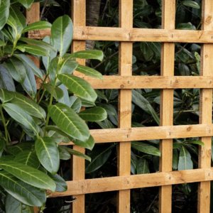 TRELLIS PANELS